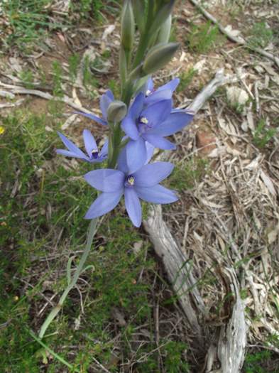 Thelymitra - Blue lady orchid orchid bickleyf_025.JPG